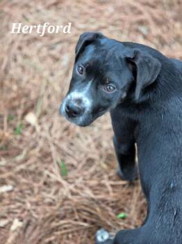 Boxer and Terrier Dogs Available for Adoption - Hertford | PetCurious