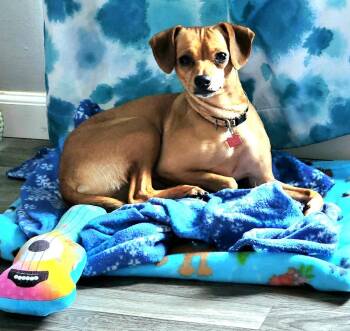 Peggy Sue -  Terrier Dog for Adoption in Lake Geneva, Wisconsin - Peggy Sue | PetCurious