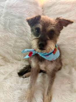 Heidi -  Miniature Schnauzer Dog for Adoption in Lakewood Village, Texas - Heidi | PetCurious