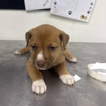 evie -  Shepherd and Catahoula Leopard Dog Dog for Adoption in Parrish, Alabama - Evie | PetCurious