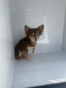 PAPI -  Chihuahua and Mixed Breed Dog for Adoption in Houston, Texas - PAPI | PetCurious