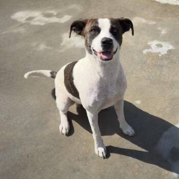 Andy -  Mixed Breed Dog for Adoption in Wheeling, Illinois - Andy | PetCurious