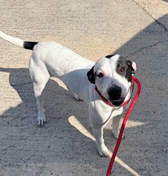 Rescue American Staffordshire Terrier Dogs for Adoption in Rockport, Texas - Prada | PetCurious