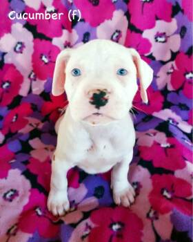 Boxer Dogs Available for Adoption in Monticello, New York - Veg Litter - Cucumber | PetCurious