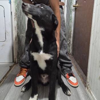 Gus Gus - Home to Home -  Husky and Black Labrador Retriever Dog for Adoption in South Elgin, Illinois - Gus Gus - Home To Home | PetCurious