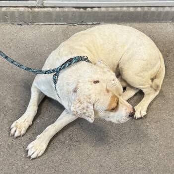 110218 -  Mixed Breed Dog for Adoption in Las Cruces, New Mexico - 110218 | PetCurious