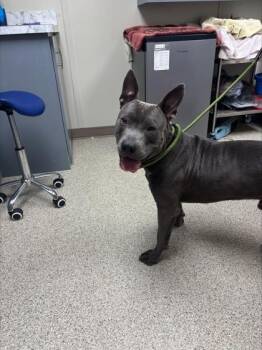 Vader -  Pit Bull Terrier and Mixed Breed Dog for Adoption in Conway, Arkansas - Vader | PetCurious
