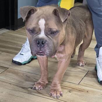 Victor -  Pit Bull Terrier Dog for Adoption in Newark, New Jersey - Victor | PetCurious