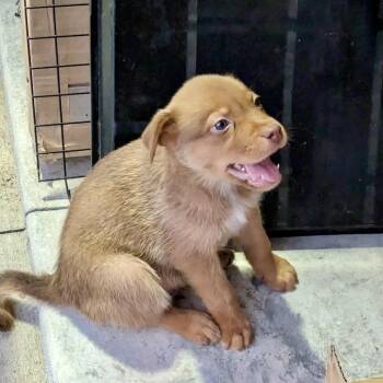 Ralph -  Husky and Mixed Breed Dog for Adoption in Peculiar, Missouri - Ralph | PetCurious