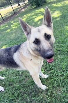 McGraw -  German Shepherd Dog and Mixed Breed Dog for Adoption in Kansas City, Missouri - McGraw | PetCurious