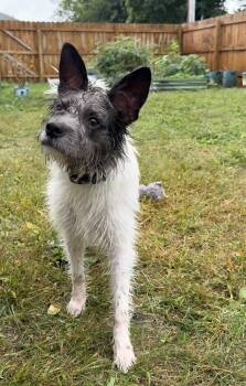 Bhodie -  Terrier Dog for Adoption in South Bend, Indiana - Bhodie | PetCurious