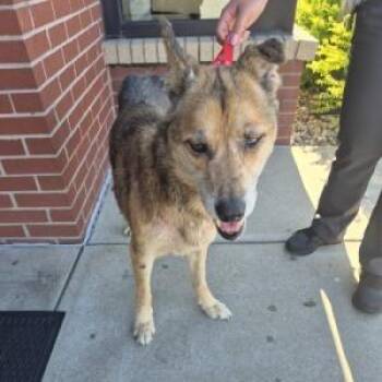 6/5/2026-Stray-ManchesterExpressway"Zeke" -  German Shepherd Dog Dog for Adoption in Columbus, Georgia - 6/5/2026-Stray-ManchesterExpressway"Zeke" | PetCurious