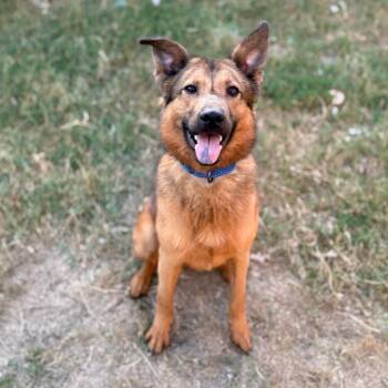 Rescue German Shepherd Dog and Mixed Breed Dogs for Adoption in Austin, Texas - Gunner LLD | PetCurious