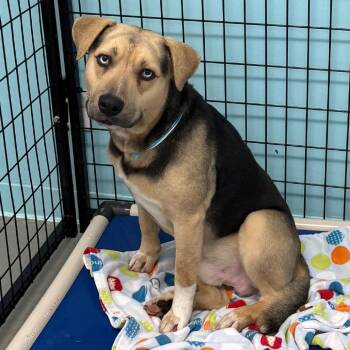 Black Mouth Cur Dogs Available for Adoption in Houston, Texas - Harry Styles | PetCurious