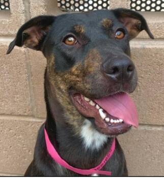Please Save Me - COREY - A551859 -  Pit Bull Terrier and Doberman Pinscher Dog for Adoption in San Marcos, California - Please Save Me - COREY - A551859 | PetCurious