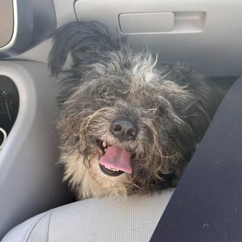 Rescue Shih Tzu and Bichon Frise Dogs for Adoption in Wichita, Kansas - Ricardo | PetCurious