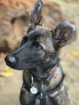 Rescue German Shepherd Dog and Belgian Shepherd Malinois Dogs for Adoption in West Richland, Washington - Hank | PetCurious