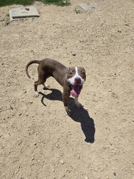 Brutus -  Labrador Retriever and Pit Bull Terrier Dog for Adoption in Maquoketa, Iowa - Brutus | PetCurious