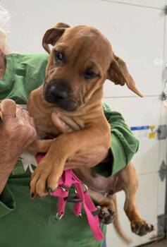 Beagle and American Bulldog Dogs Available for Adoption in Ashville, Ohio - Churro | PetCurious