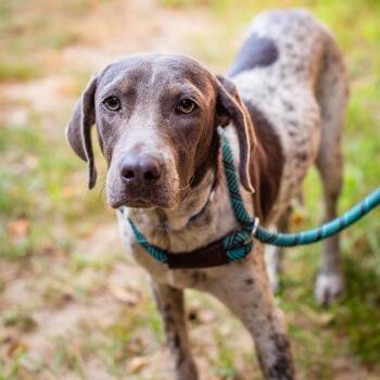 Big Iron -  American Foxhound and Mixed Breed Dog for Adoption in Hattiesburg, Mississippi - Big Iron | PetCurious