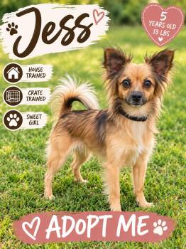Jess -  Papillon Dog for Adoption in Fort Worth, Texas - Jess | PetCurious