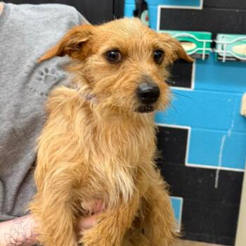 Terrier and Mixed Breed Dogs Available for Adoption in Ardmore, Oklahoma - Benji | PetCurious