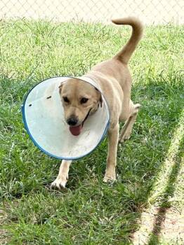 HONEY BUN -  Labrador Retriever and Mixed Breed Dog for Adoption in Houston, Texas - HONEY BUN | PetCurious