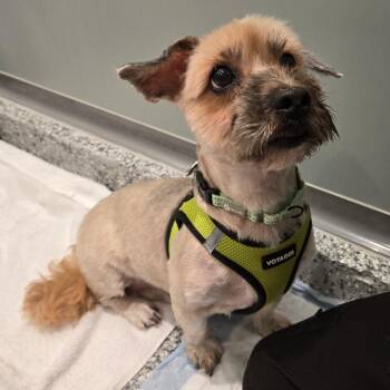 Maddie -  Yorkshire Terrier and Poodle Dog for Adoption in Westhampton, New York - Maddie | PetCurious