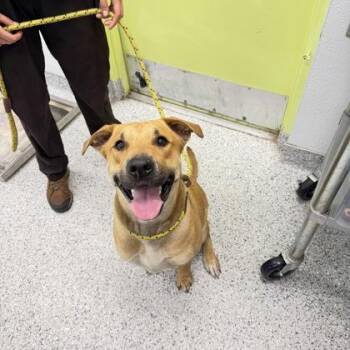 Mixed Breed Dogs Available for Adoption in Daytona Beach, Florida - Bee - 1 | PetCurious