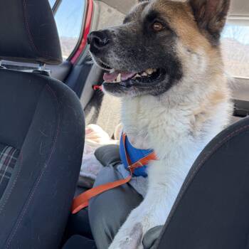 Akita Dogs Available for Adoption - Akirra | PetCurious