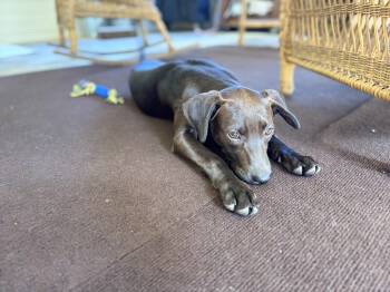 Black Labrador Retriever Dogs Available for Adoption in Lucedale, Mississippi - Princess Atta | PetCurious