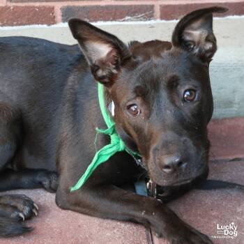 Rescue Labrador Retriever and Retriever Dogs for Adoption in Washington, District Of Columbia - Denise | PetCurious