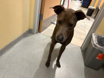 Greyhound and Pit Bull Terrier Dogs Available for Adoption in Tustin, California - RYAN | PetCurious