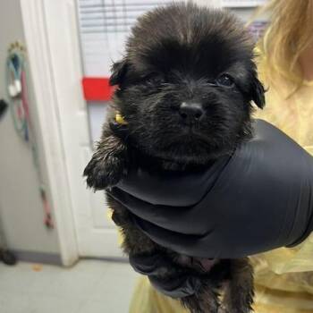 Pippin -  Mixed Breed Dog for Adoption in Wappingers Falls, New York - Pippin | PetCurious