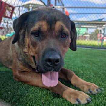 Mastiff and Mixed Breed Dogs Available for Adoption in Bradenton, Florida - Big Momma | PetCurious