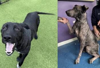 Australian Shepherd Dogs Available for Adoption - Grizzly | PetCurious