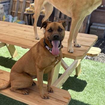 Labrador Retriever and Black Mouth Cur Dogs Available for Adoption - Luna "Phoebe" | PetCurious