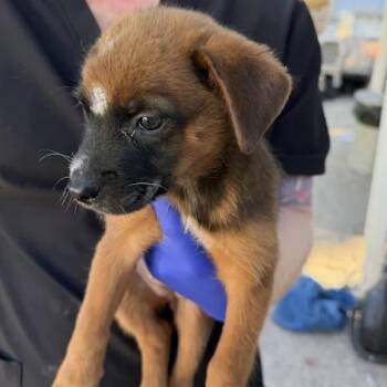 Autumn Squash -  Labrador Retriever Dog for Adoption in Austin, Texas - Autumn Squash | PetCurious
