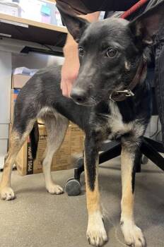 Layla -  Australian Kelpie and Mixed Breed Dog for Adoption in Fresno, California - Layla | PetCurious
