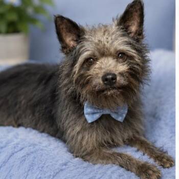 CHANCE GS -  Cairn Terrier and Chihuahua Dog for Adoption in Lucas, Texas - CHANCE GS | PetCurious