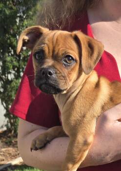 Pug and Chihuahua Dogs Available for Adoption - Doug | PetCurious