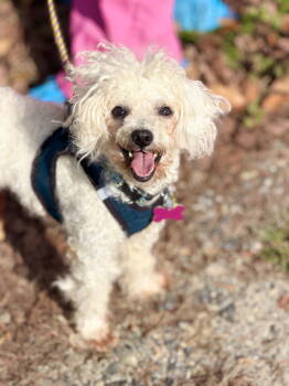 Rescue Poodle Dogs for Adoption in Cornwall, Connecticut - Bandido | PetCurious
