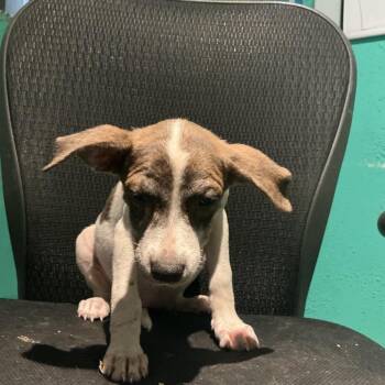 Emmons -  Mixed Breed Dog for Adoption in Durant, Oklahoma - Emmons | PetCurious