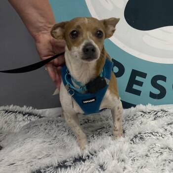 Jasper D11963 -  Chihuahua and Dachshund Dog for Adoption - Jasper D11963 | PetCurious