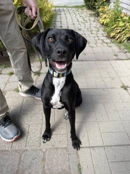 Rescue Black Labrador Retriever Dogs for Adoption in Delhi, New York - Bindi | PetCurious