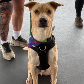 Cooper -  Carolina Dog Dog for Adoption in Aberdeen, North Carolina - Cooper | PetCurious