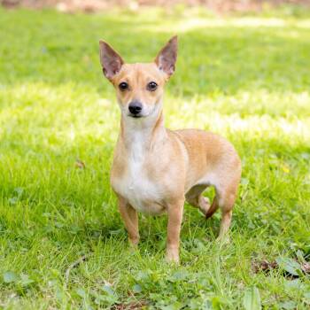 Chihuahua Dogs Available for Adoption - Princesa (Bonded With Kiwi) | PetCurious