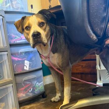 Valor 051401A -  American Bulldog and Labrador Retriever Dog for Adoption in Amory, Mississippi - Valor 051401A | PetCurious