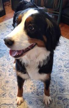 Rescue Bernese Mountain Dog Dogs for Adoption in Elkhart, Indiana - Opal | PetCurious