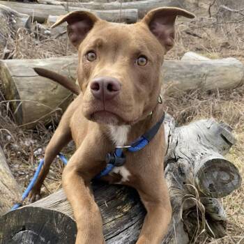 Pit Bull Terrier Dogs Available for Adoption - Theodore | PetCurious